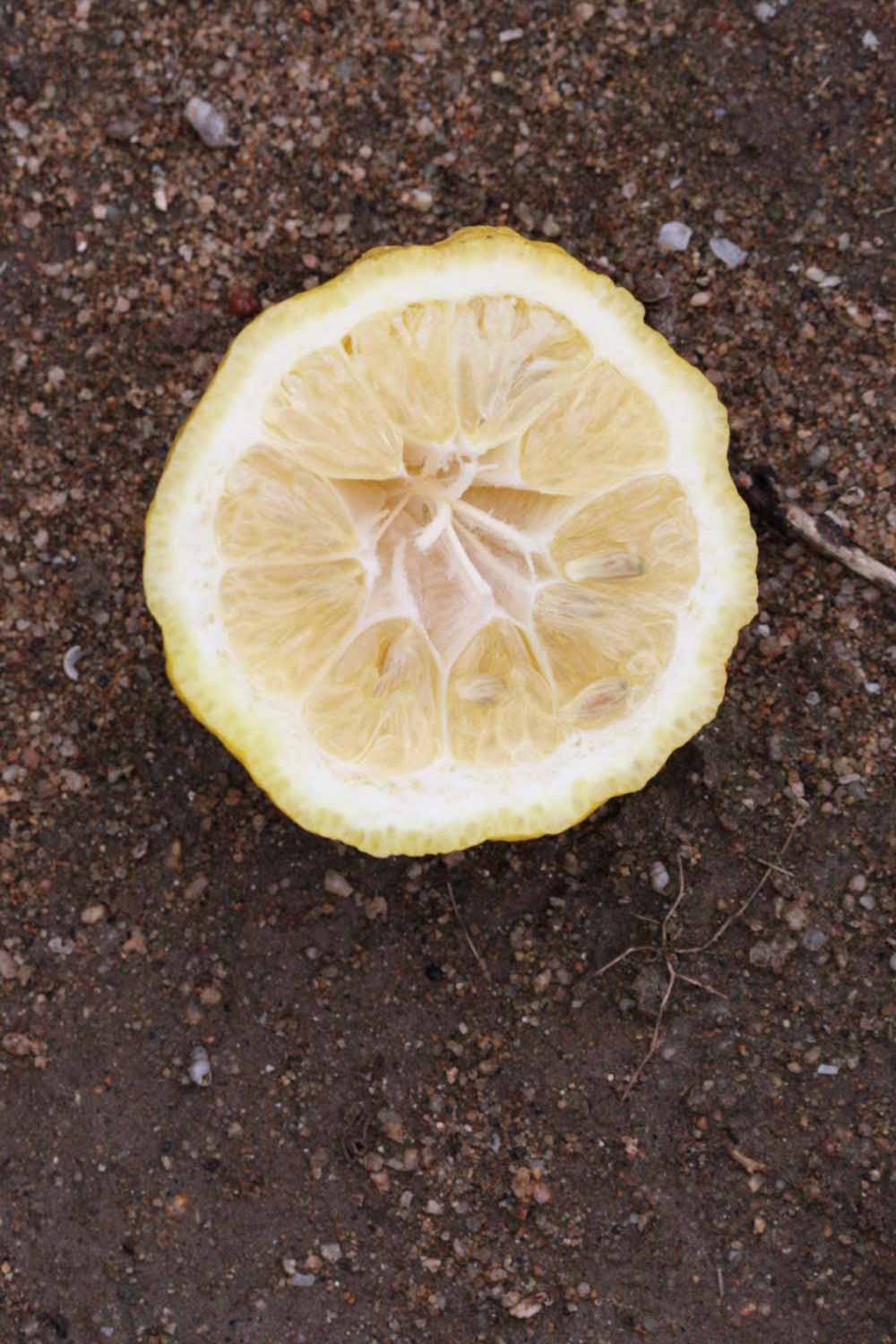            Fruit cross-section (Schaub, Riverside, CA)   